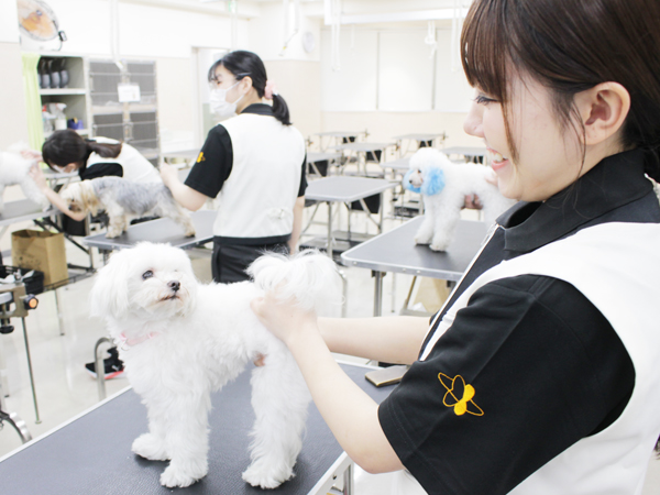 トリミング実習は準備が大切！